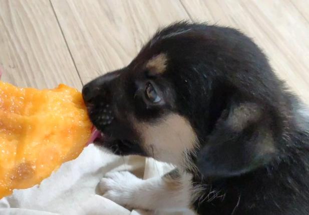 狗狗可以吃黄桃嘛?