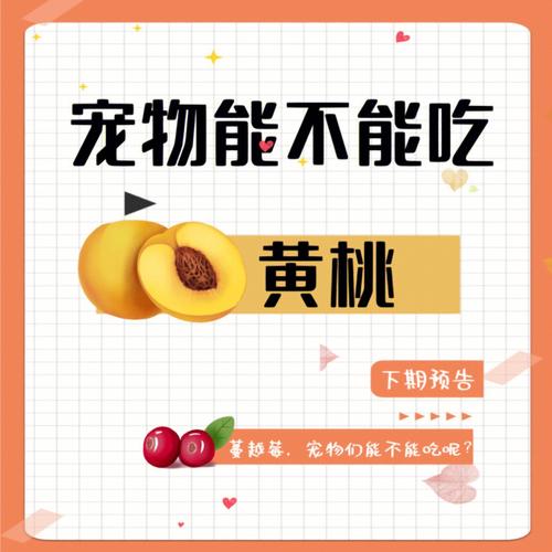 狗可以吃黄桃吗?为什么