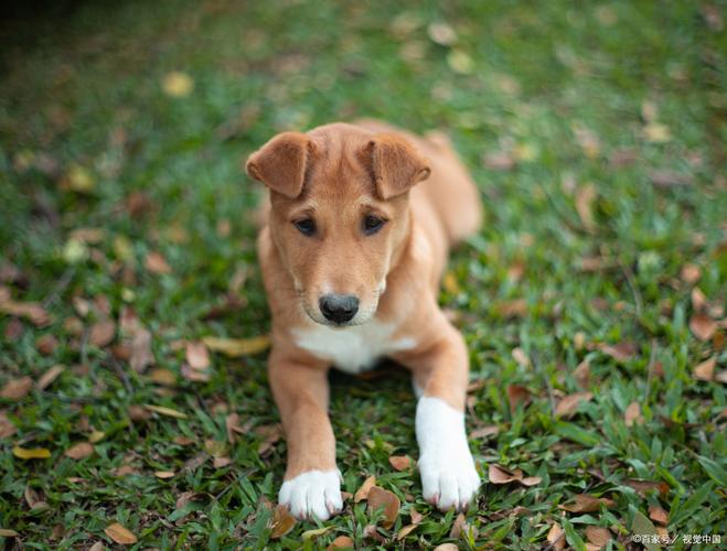 狗狗能不能吃黄桃