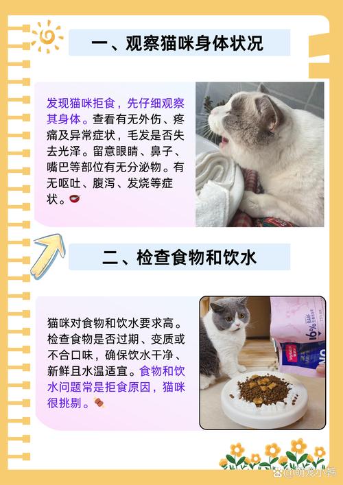 猫咪不吃已经六七天了怎么办