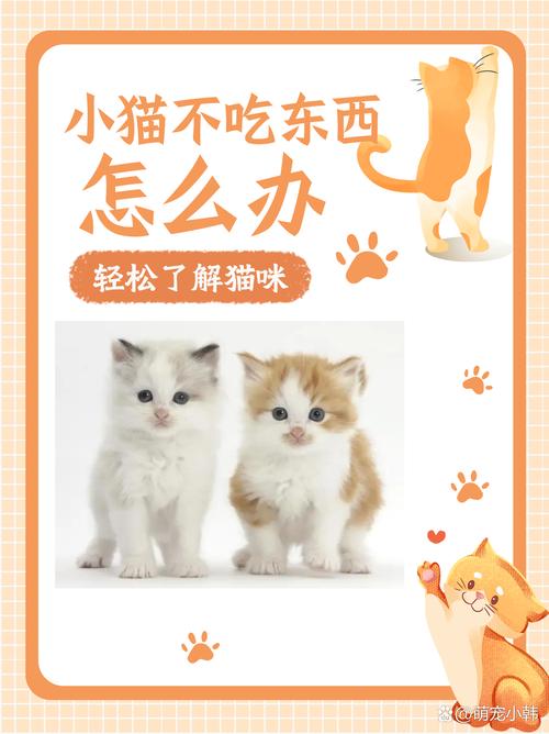猫咪不吃东西怎么办