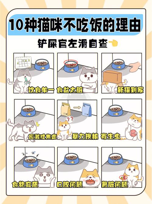 猫几天不吃东西怎么办?