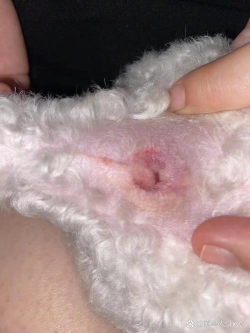 比熊几个月大挤肛门腺