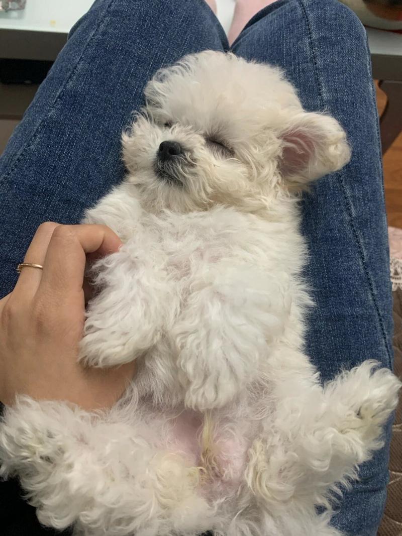 狗狗多久挤一次肛门腺