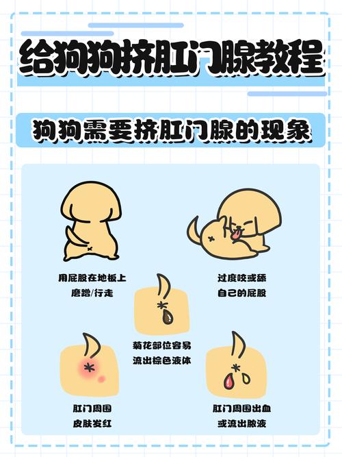 比熊狗狗多大可以挤肛门腺