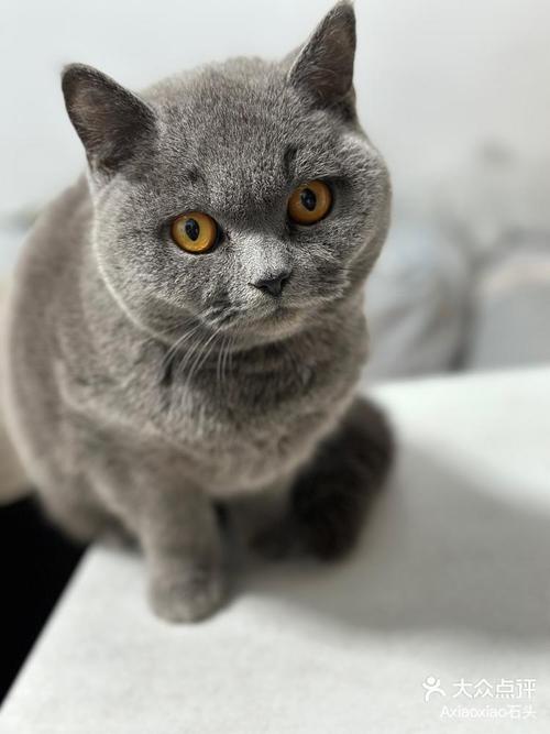 猫咪多大可以配种