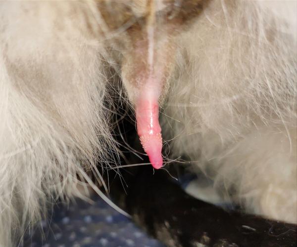 猫多大可以配种