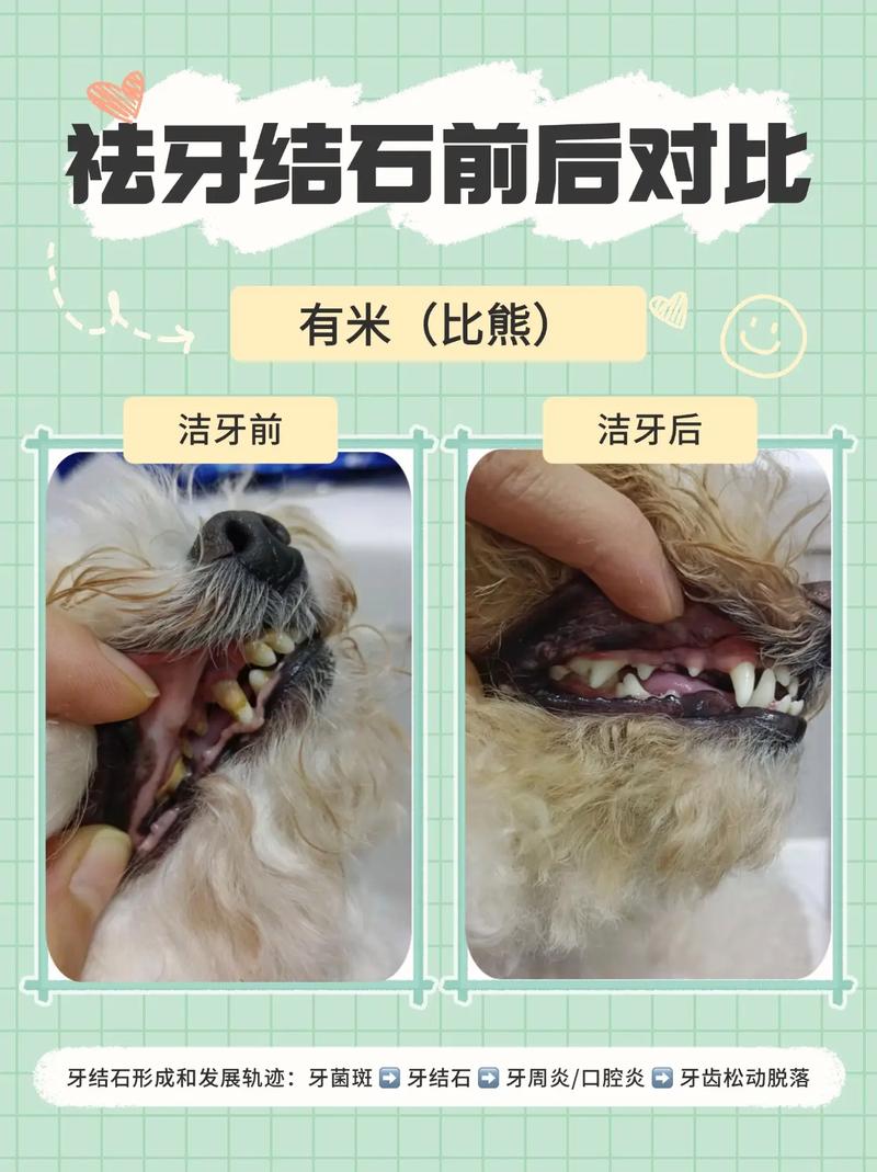 给狗狗洗牙一般要多少钱?