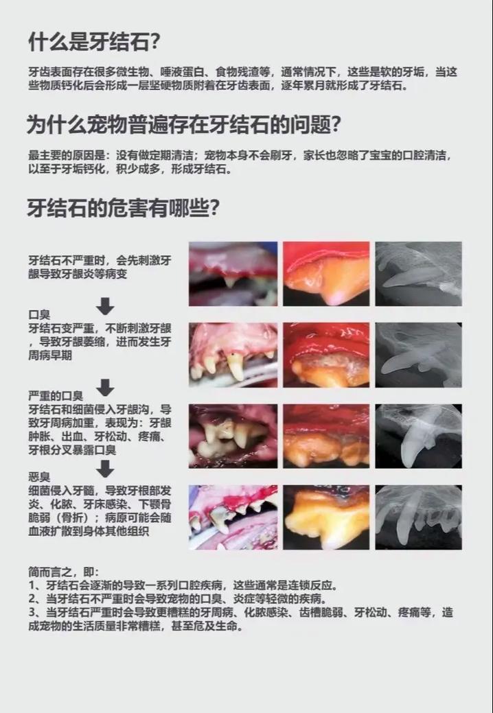 狗狗洗牙一般多少钱