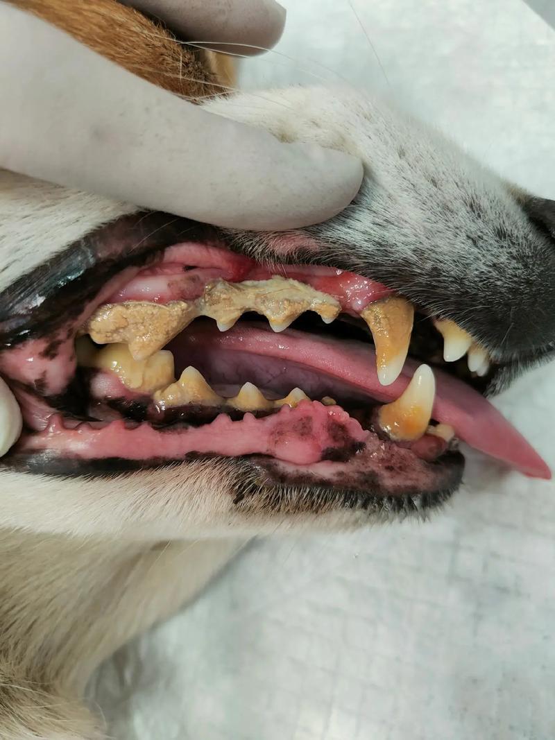狗狗牙结石清理多少钱