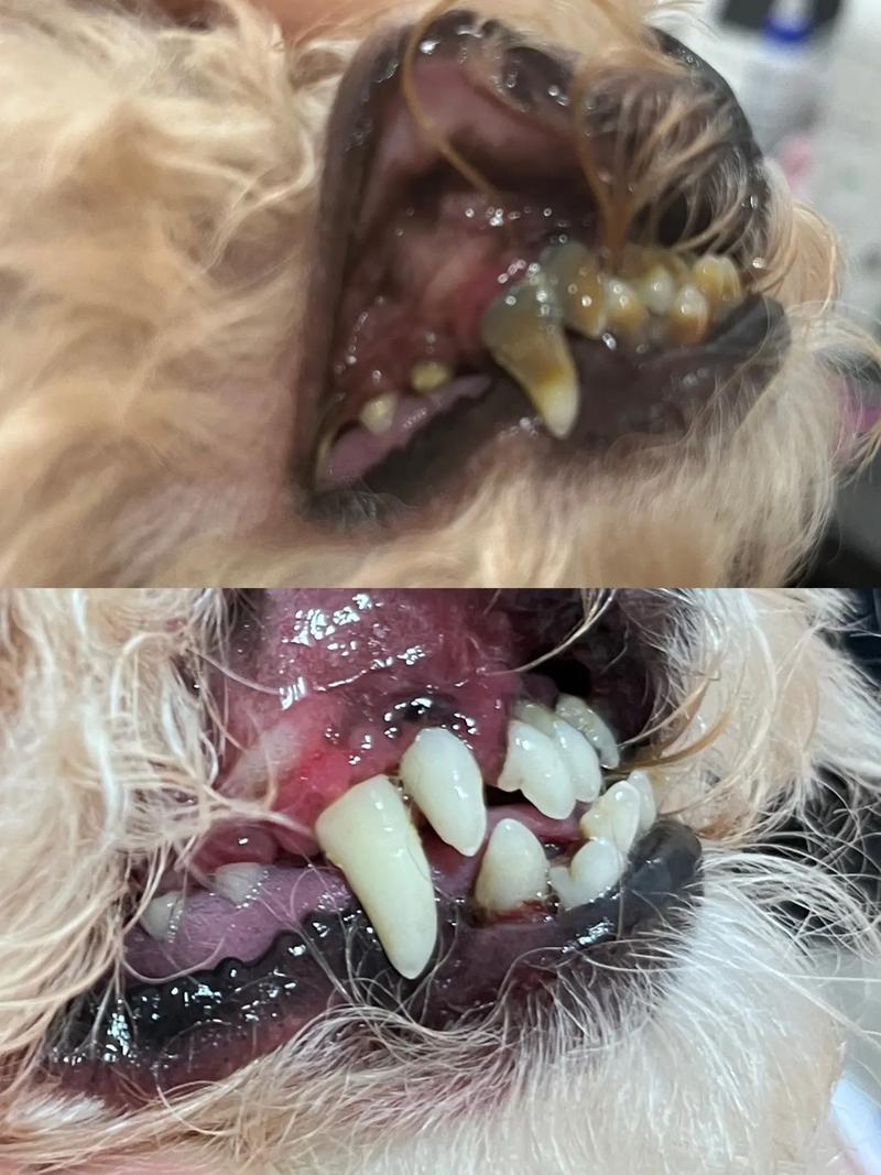 狗狗牙结石宠物店洗牙多少钱一次