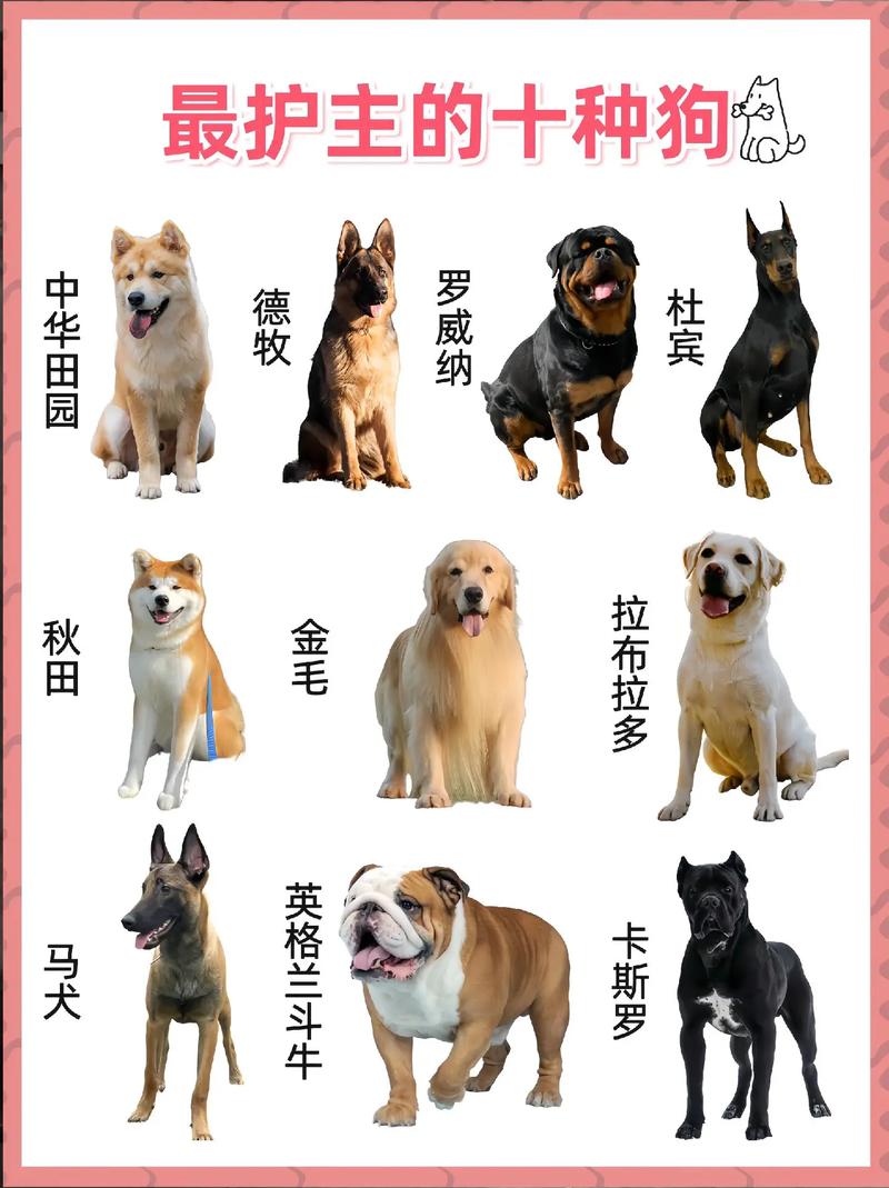 这些狗没有被“禁养”,可以放心养!