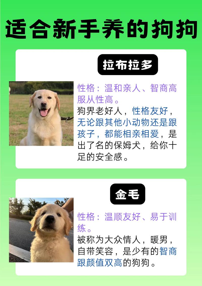 狗狗忠诚度排名,你家狗狗排第几?