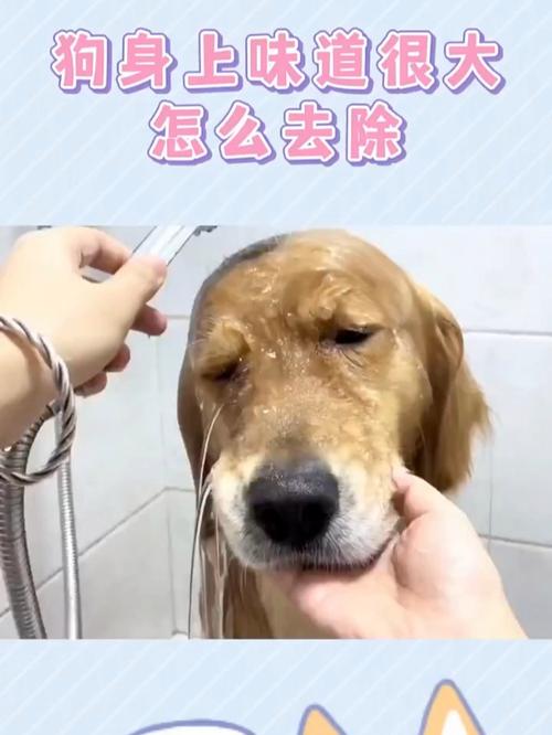 狗身上味道很大怎么去除