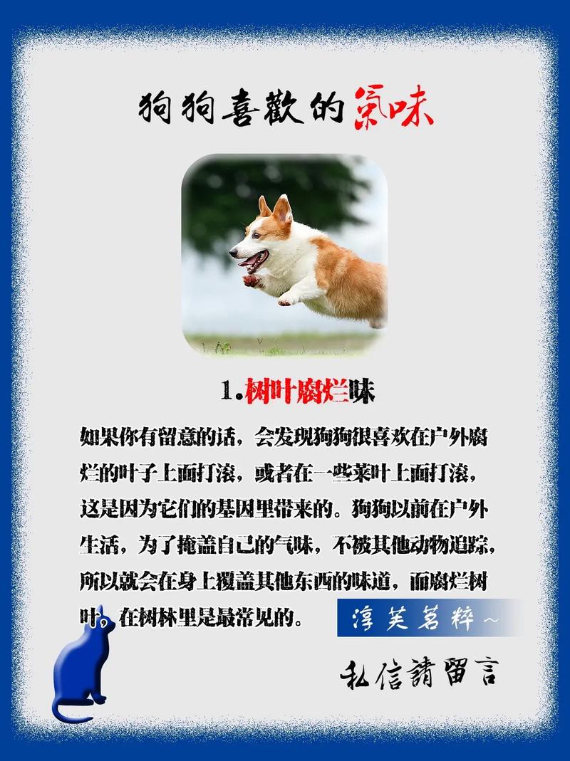 狗狗身上有味道怎么办