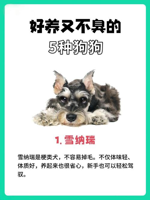 狗身上的味道太重了怎么办