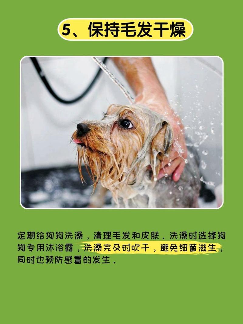 狗狗身上味道很大怎么办