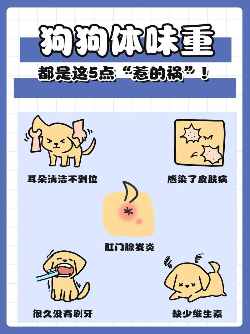 狗狗不能洗澡怎么去味