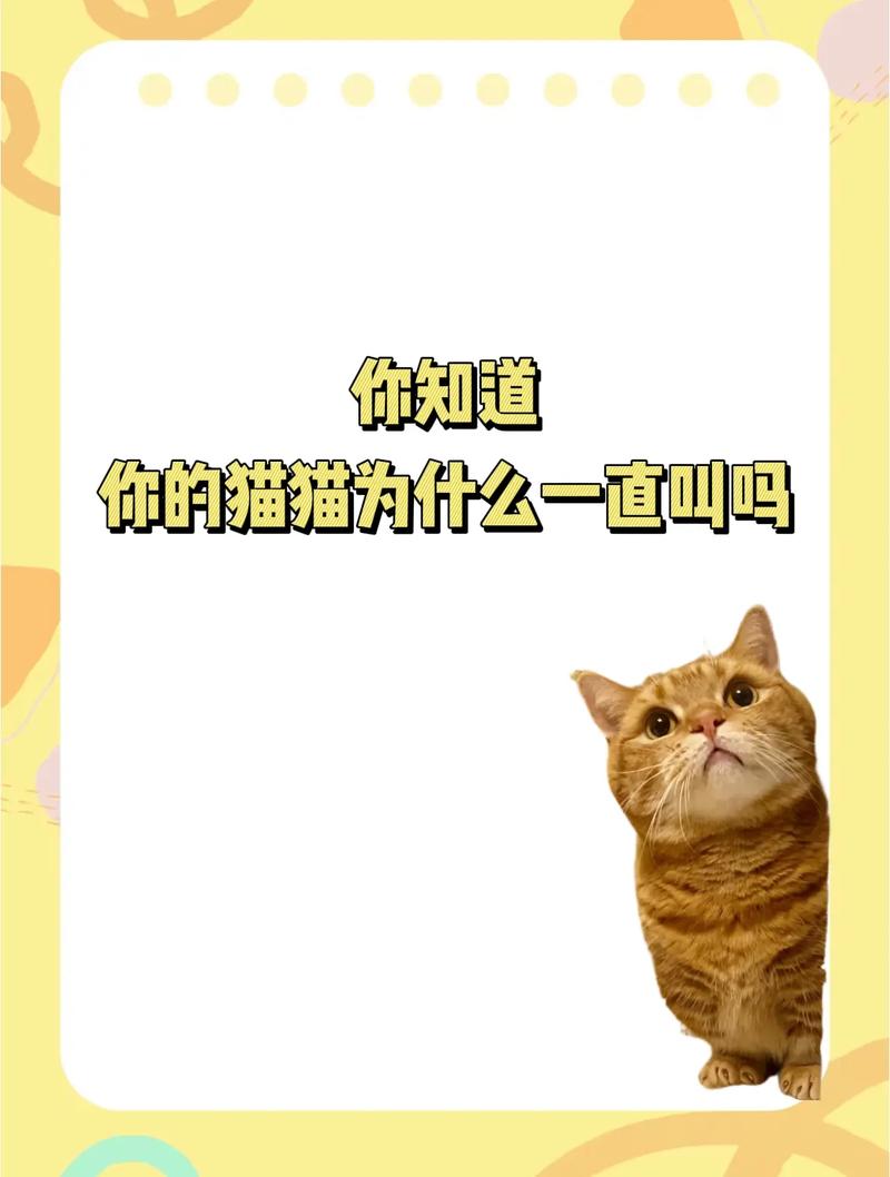 猫一直叫是为什么