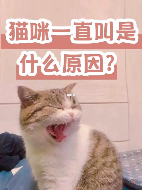 很久没看到猫为什么一直对我叫不停呢?