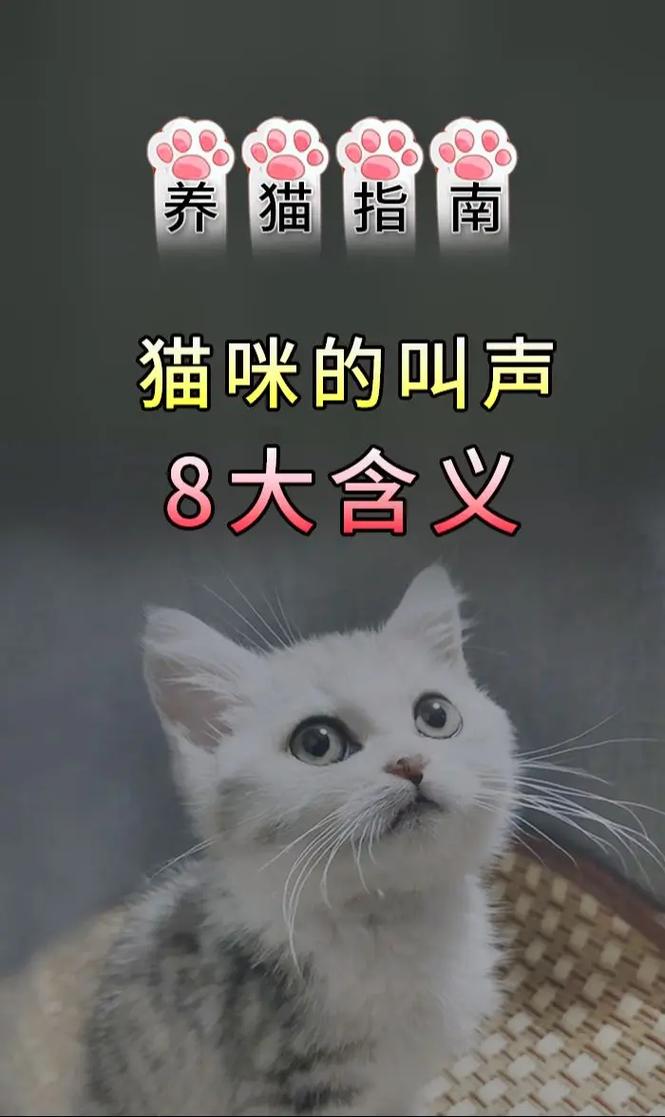猫老是嗷呜嗷呜叫是为啥