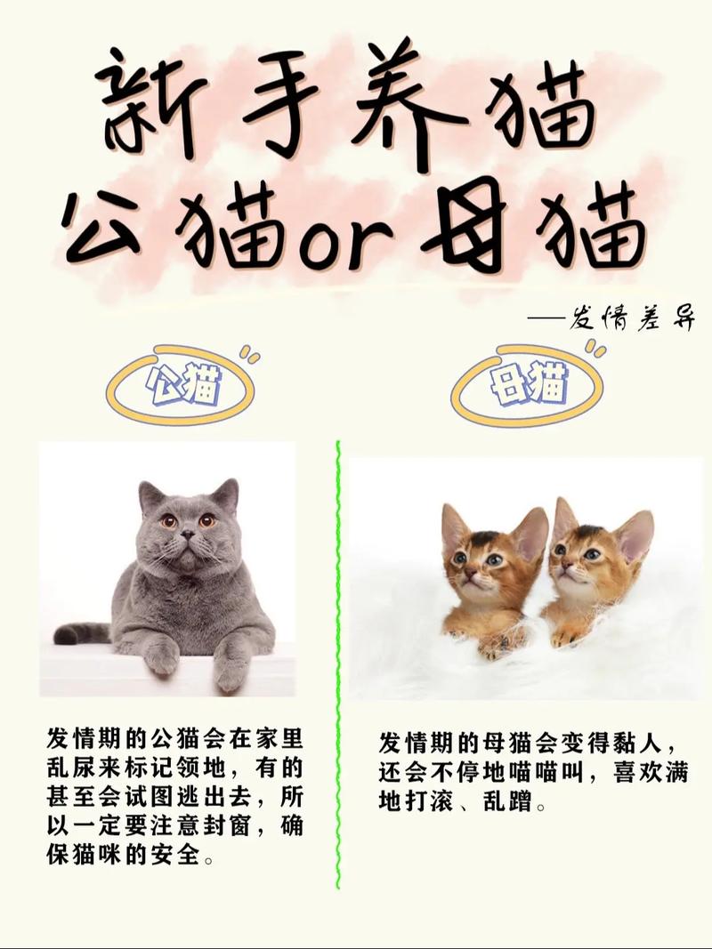 公猫在家里嗷呜的叫,是什么意思?