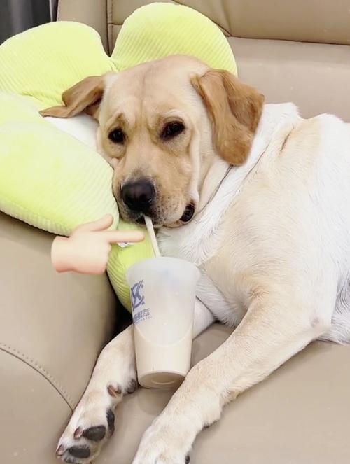 狗狗喝了奶茶怎么办