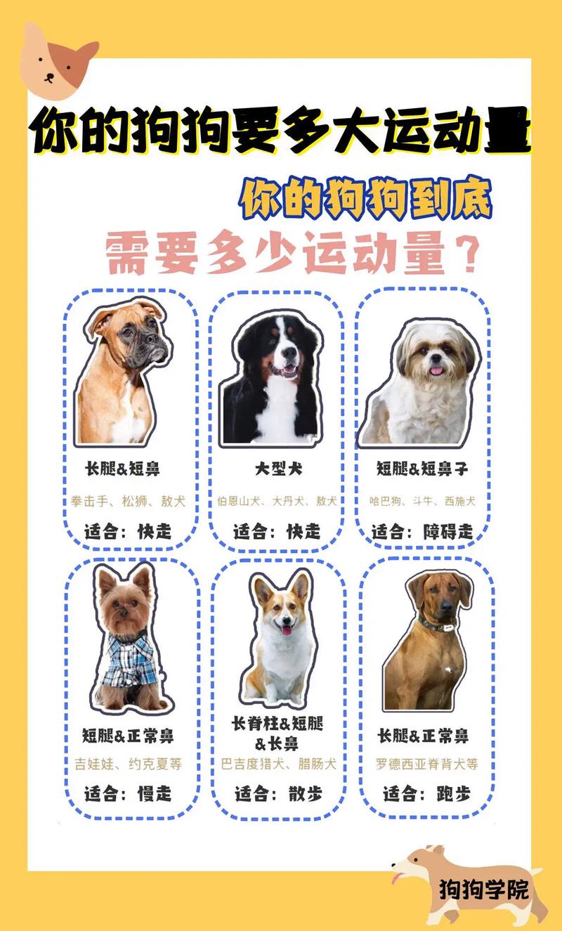 狗狗多大了就可以开始训练?