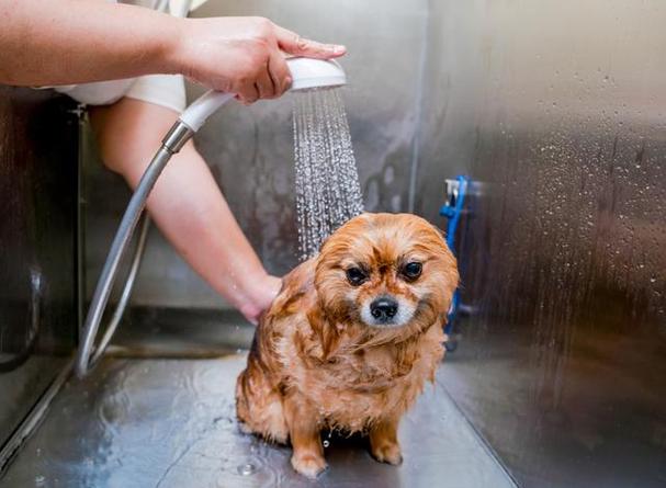三个月小狗洗澡会死吗
