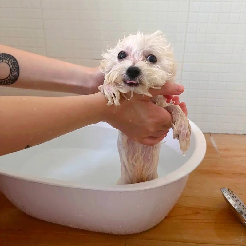 狗狗几个月可以洗澡