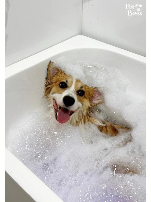 狗狗三个月大可以洗澡吗?