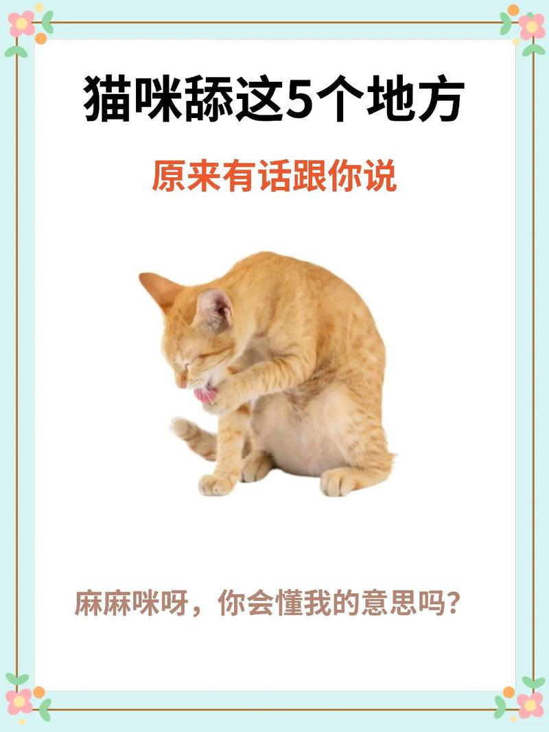 猫咪为什么老是爱舔我