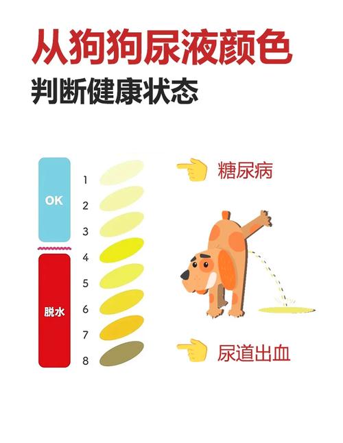 狗狗拉尿很黄什么原因