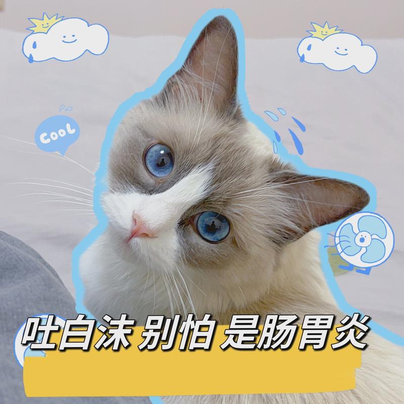 猫咪洗澡后呕吐是怎么回事