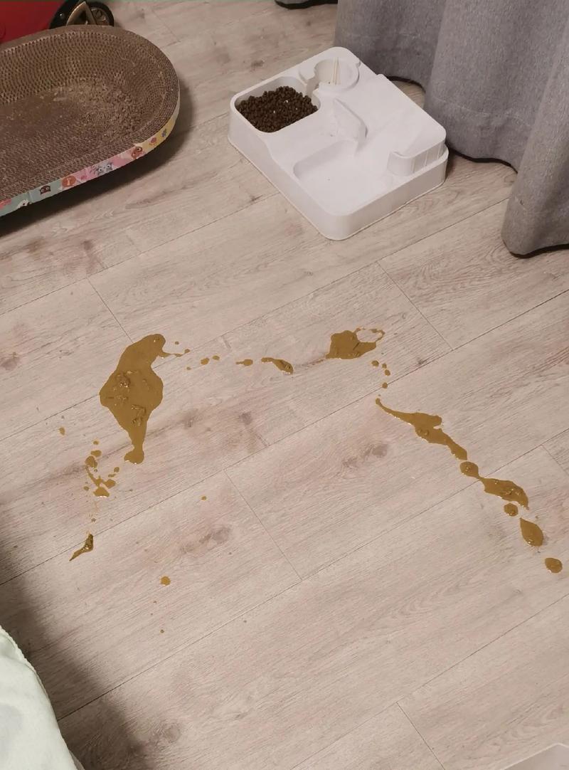 猫洗完澡吐了怎么办