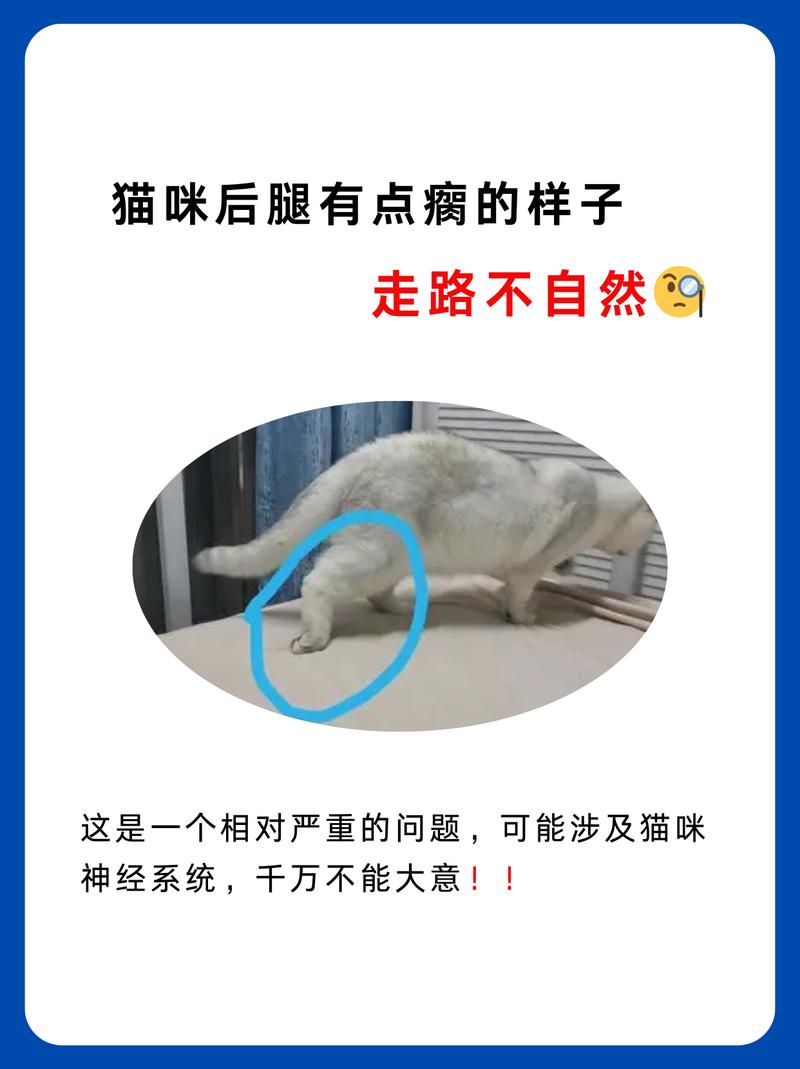 猫摔了一下后腿瘸了