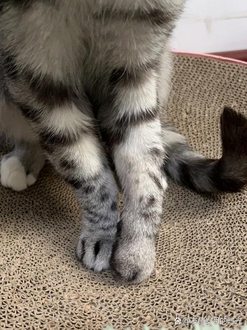 猫咪摔了一下腿瘸了怎么办