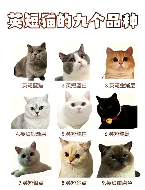 小猫名字大全洋气英文