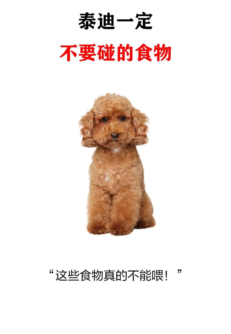 泰迪能吃核桃吗