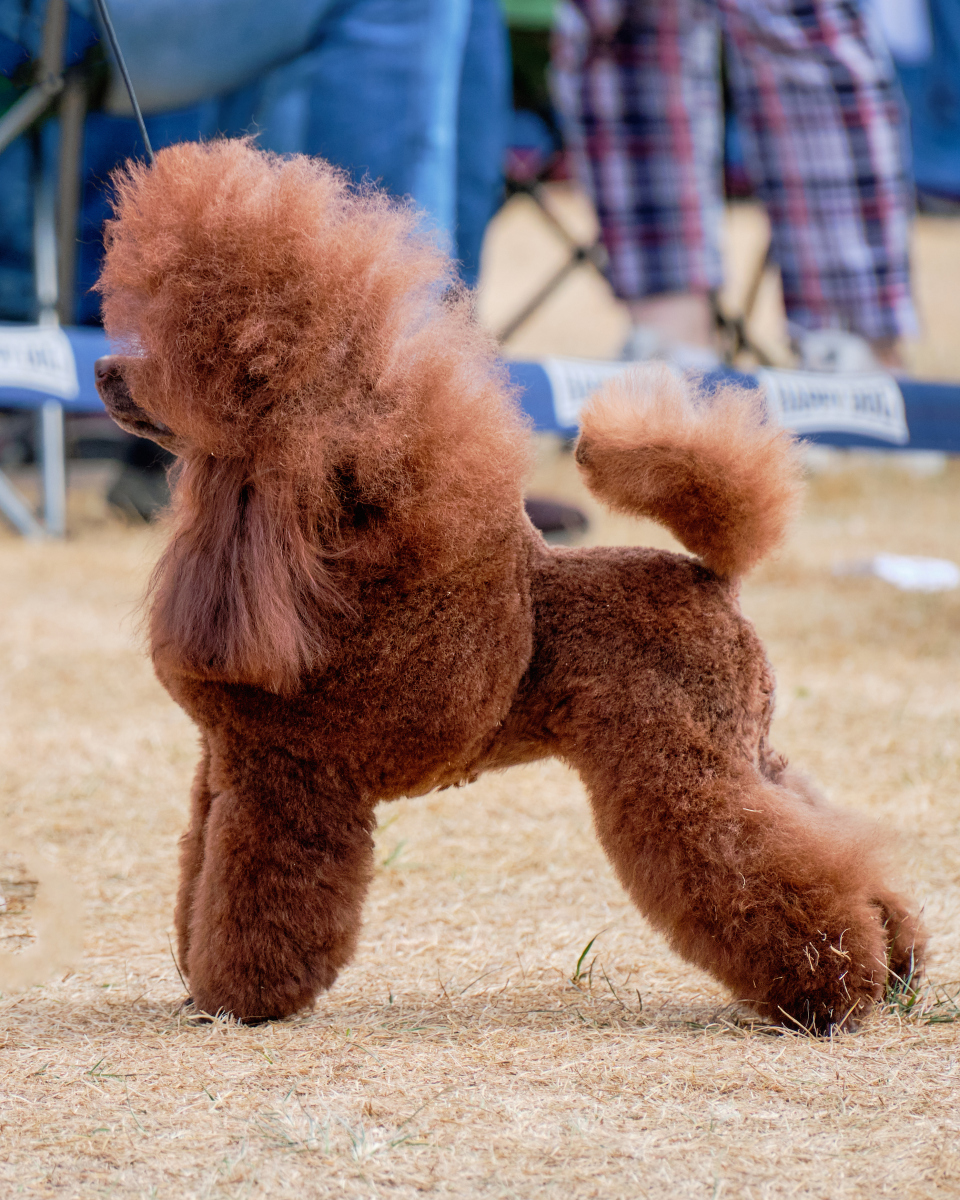 泰迪犬不可以吃哪些水果呢?