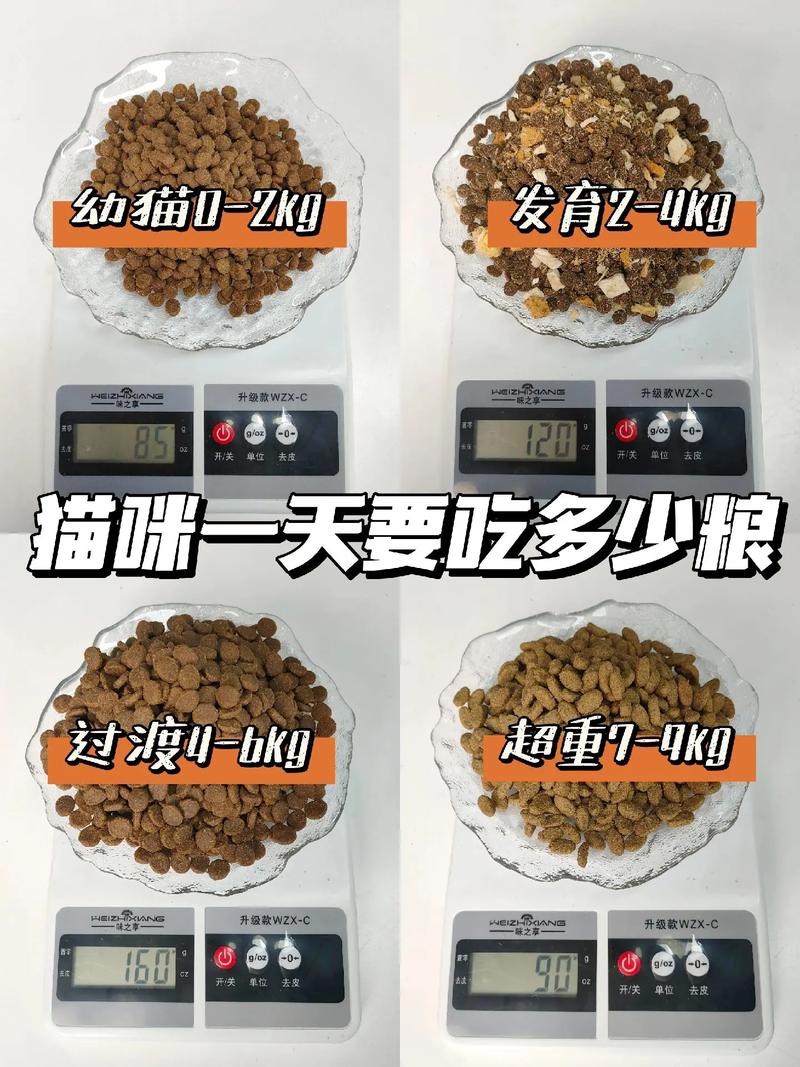 成年猫一天吃几斤猫粮?