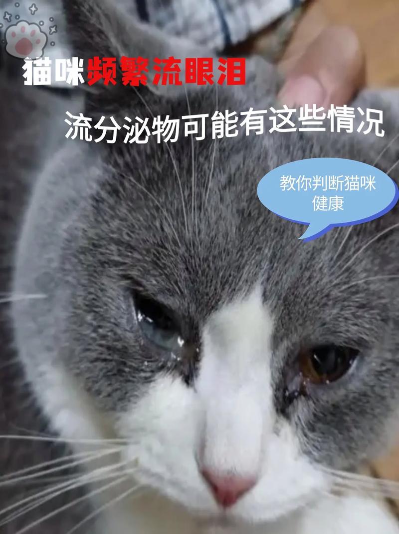 猫咪流眼泪是怎么回事
