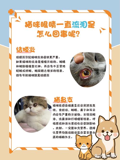 小猫咪流眼泪是怎么回事