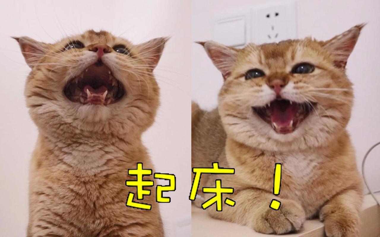 猫咪早上总是很早就开始叫了,怎么办?