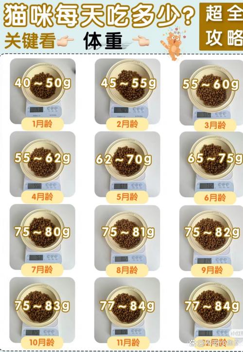 猫一次能吃多少猫粮啊?