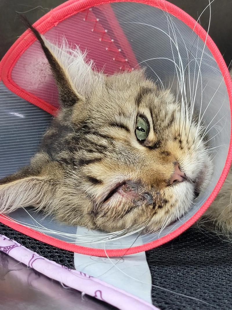 猫脸肿了是什么原因