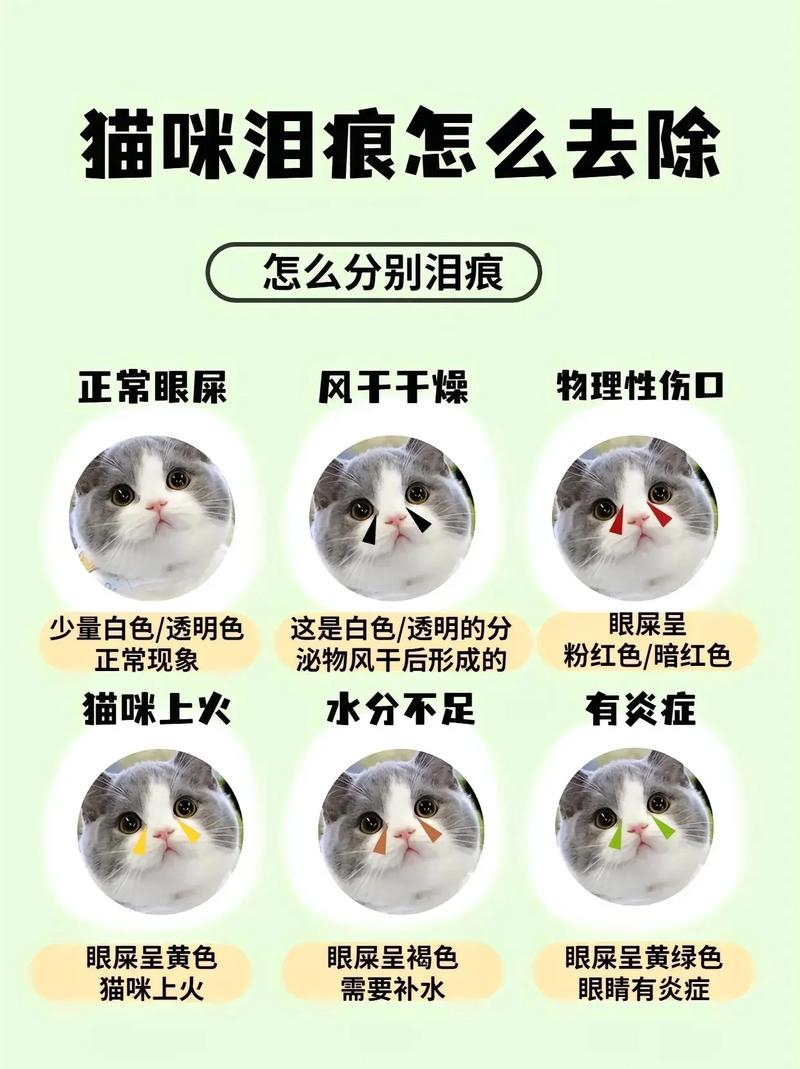 猫咪脸肿了一半是怎么回事