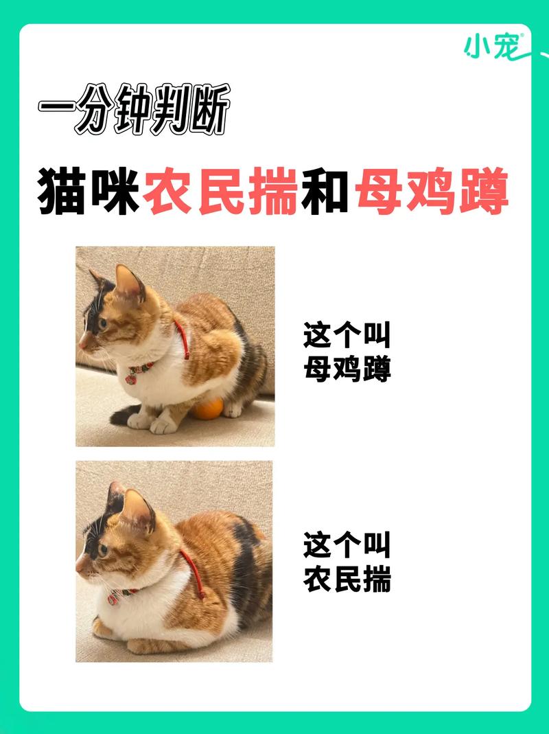 猫吃鸡腿吗