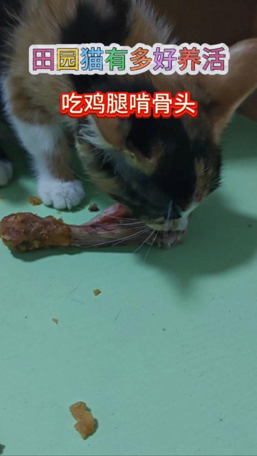猫咪能吃鸡腿吗