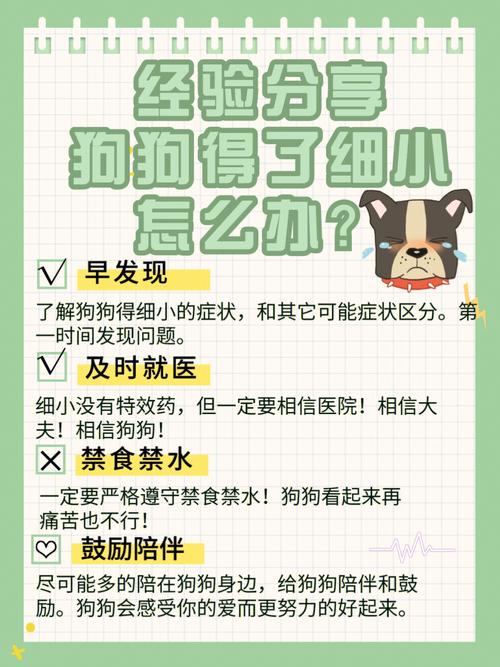 小狗得细小在家自救的方法?